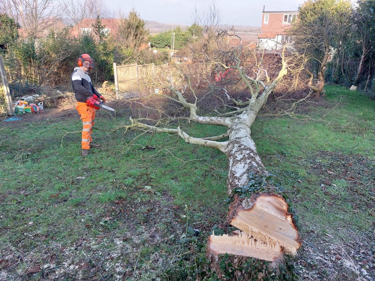 Tree, Hedge & Stump Removal